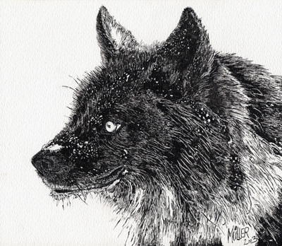 Wolf