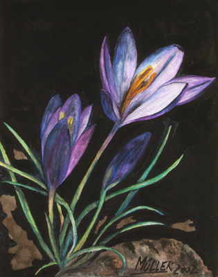 Krokus