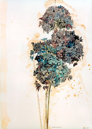 Hortensie